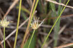 Ware's hairsedge